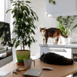Pequenos espaços, grandes soluções: decoração funcional