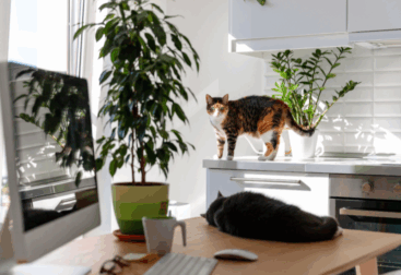 Pequenos espaços, grandes soluções: decoração funcional