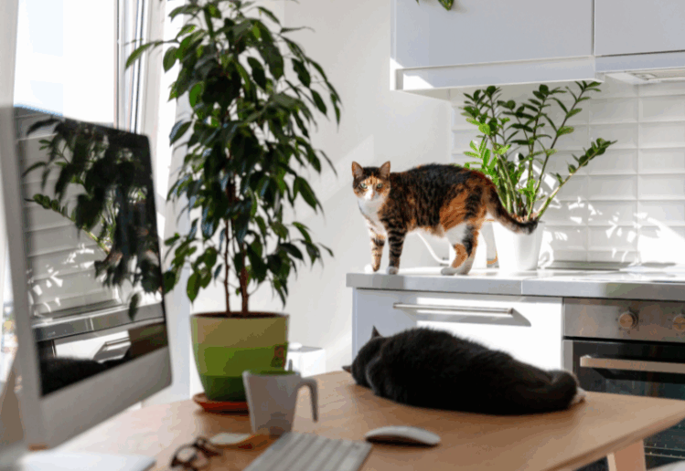 Pequenos espaços, grandes soluções: decoração funcional